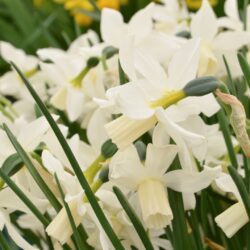 Narcissus Toto