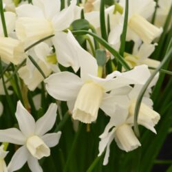 Narcissus Toto