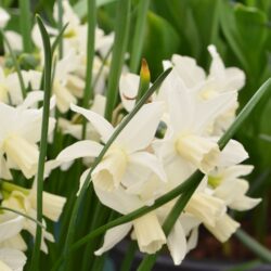 Narcissus Toto