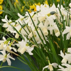Narcissus Toto