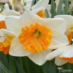 Narcissus Virginia Sunrise