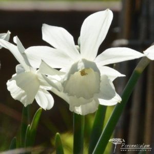 Narcissus Thalia