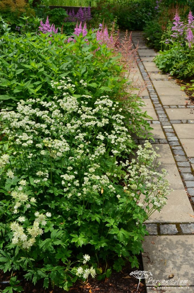 Astrantia - Trvalka sezóny 2018 3 Astrantia Star of Billion