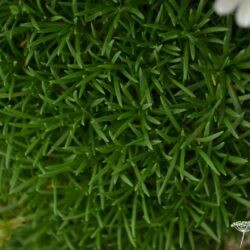 Armeria juniperfolia Alba