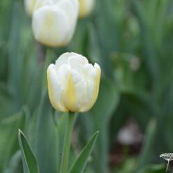 Tulipa Antarctica