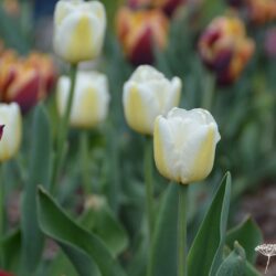 Tulipa Antarctica