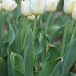 Tulipa Antarctica