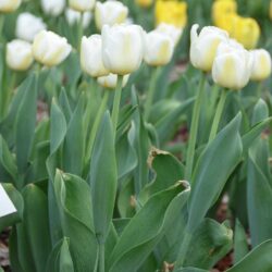 Tulipa Antarctica