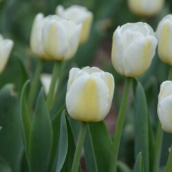 Tulipa Antarctica