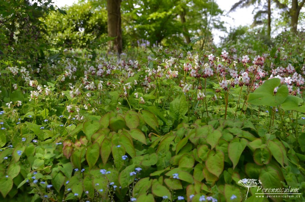 Zdálky to vypadá jako jednotný porost, při bližším prozkoumání zahrnuje spoustu druhů: škornice (Epimedium), kakost (Geranium macrorrhizum) či kostival (Symphytum ibericum).