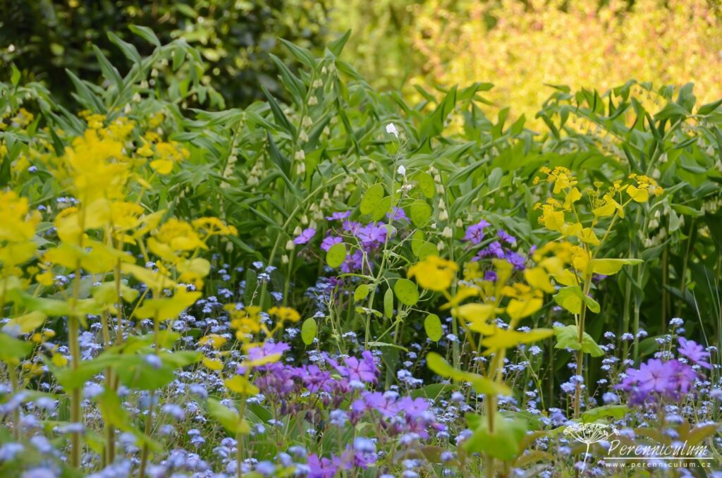 Šťavnatá kombinace kokoříků (Polygonatum), plodů odkvétající měsíčnice (Lunaria), modře kvetoucích kakostů (Geranium) a pomněnek (Myosotis), které kontrastují s limetkově žlutým tromínem (Smyrnium) v popředí.