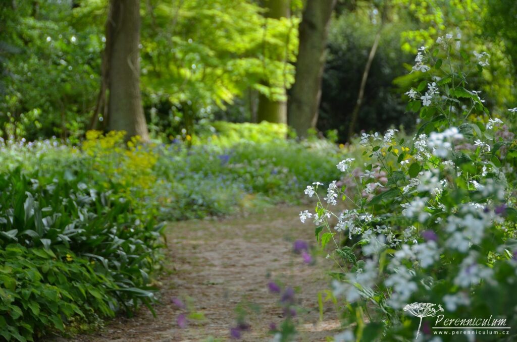 Klikatící se cestičku lesem lemují měsíčnice (Lunaria) či pomněnky (Myosotis).