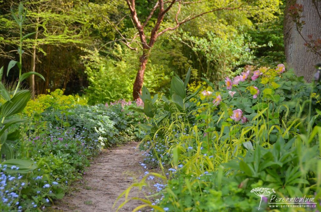 Jinde trochu světla dovolí růst této krásce, pivoňce (Paeonia mlokosewitschii). V dálce září červenohnědý kmen javoru (Acer griseum).