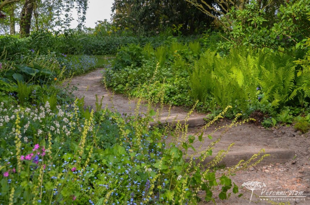 Mírný kopeček překonávají přírodní dřevěné schody, které lemuje směs trvalek do polostínu: Tellima grandiflora, Myosotis sylvatica, Dicentra formosa 'Aurora' nebo Matteucia struthiopteris.
