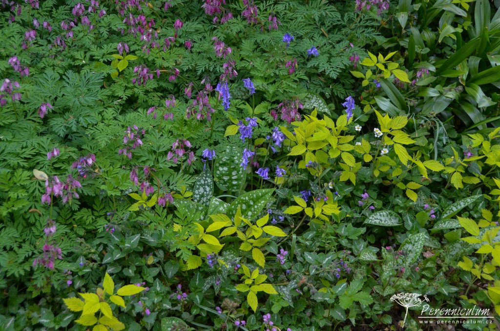 Detail bylinného patra v podrostu stromů: růžově kvetoucí srdcovka (Dicentra formosa), modré hyacintovce (Hyacinthoides non-scripta), panašované listy plicníku (Pulmonaria) a hluchavky (Lamium maculatum) s květy lesních jahor (Fragaria vesca).