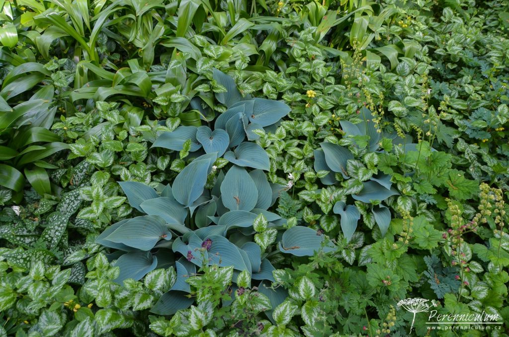 Tapiserie listů lesklých a matných (modravá Hosta), různě panašovaných (Lamium či Pulmonaria) nebo jednoduše zelených (Tellima grangiflora).