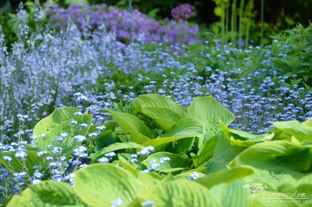 Chladivá modrá všudypřítomných pomněnek (Myosotis) a rozrazilu (Veronica gentianoides). Drobné kvítky doplňují velké listy bohyšky (Hosta).