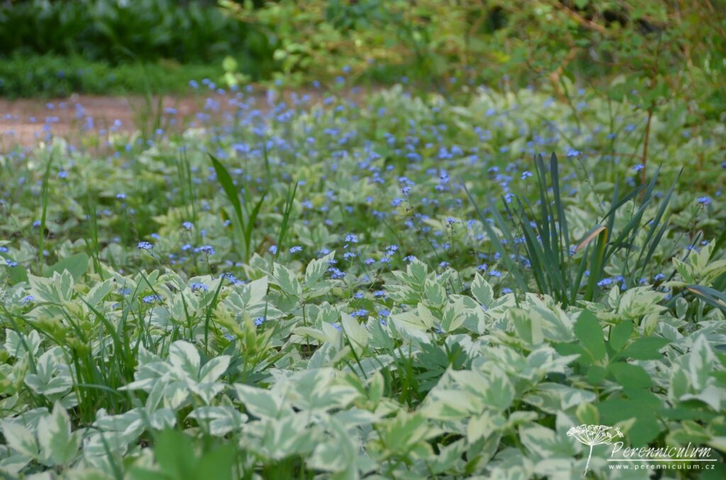 Bršlice kozí noha (Aegopodium podagraria) může být velmi úmorným plevelem. Její panašovaný kultivar ('Variegata') se rozrůstá pomaleji a je pěkným podrostem ve stínu stromů. Obzvláště, když skrz ní prorůstají přesévající se pomněnky (Myosotis) či listy odkvetlých narcisů.