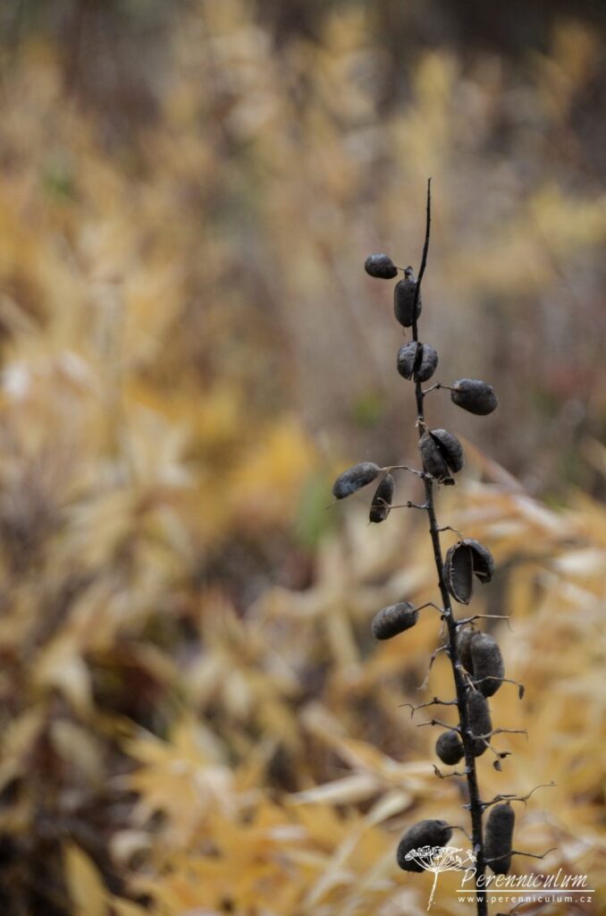 Podzimní výlet za Pietem Oudolfem 22 Piet Oudolf, Hummelo