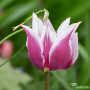 Tulipa Ballade
