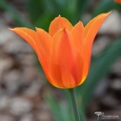 Tulipa