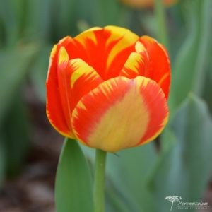 Tulipa Banja Luka