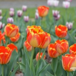 Tulipa Banja Luka