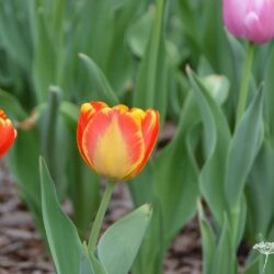 Tulipa Banja Luka
