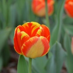 Tulipa Banja Luka