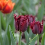 Tulipa Black Jewel