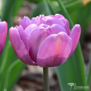 Tulipa Blue Diamond