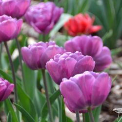 Tulipa Blue Diamond