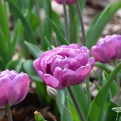 Tulipa Blue Diamond