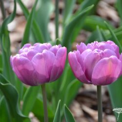 Tulipa Blue Diamond