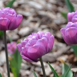 Tulipa Blue Diamond