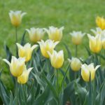 Tulipa Budlight