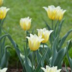 Tulipa Budlight