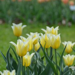 Tulipa Budlight