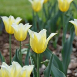 Tulipa Budlight
