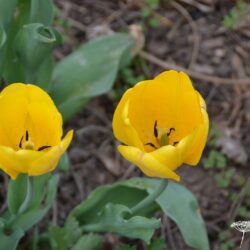 Tulipa Golden Oxford
