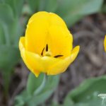 Tulipa Golden Oxford