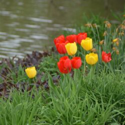 Tulipa Golden Oxford
