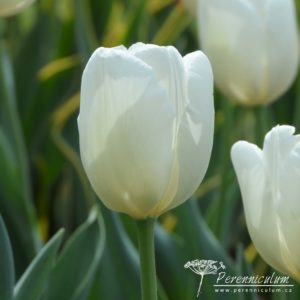 Tulipa Hakuun