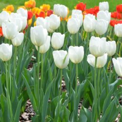 Tulipa Hakuun