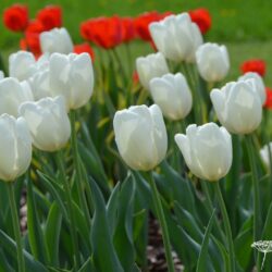 Tulipa Hakuun