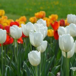 Tulipa Hakuun