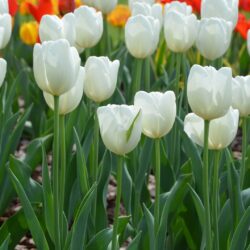 Tulipa Hakuun