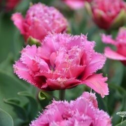 Tulipa Matchpoint