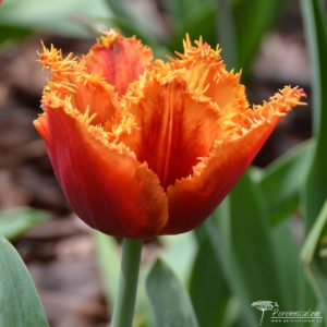 Tulipa Noranra