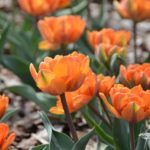 Tulipa Orange Princess
